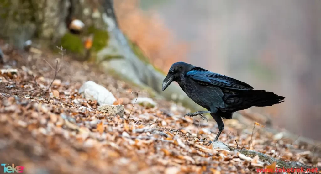 Fan-tailed raven