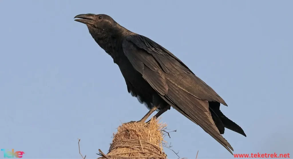 Fan-tailed raven