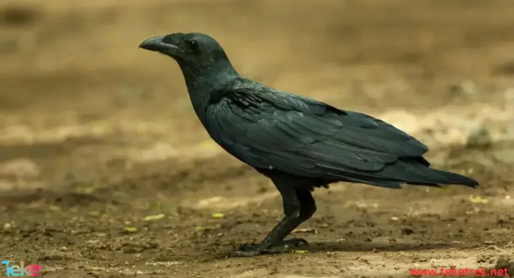 Fan-tailed raven