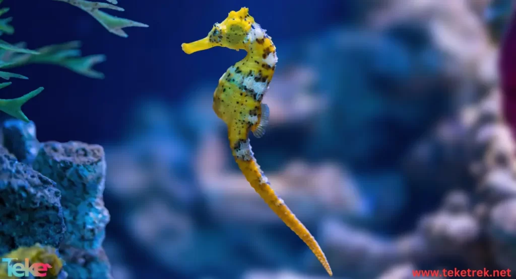 Brazilian seahorse