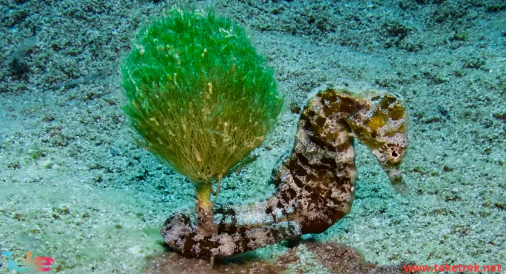 Brazilian seahorse