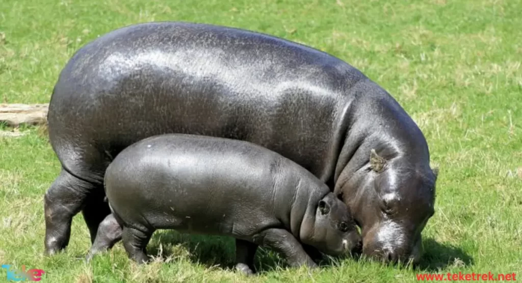 Pygmy hippopotamus