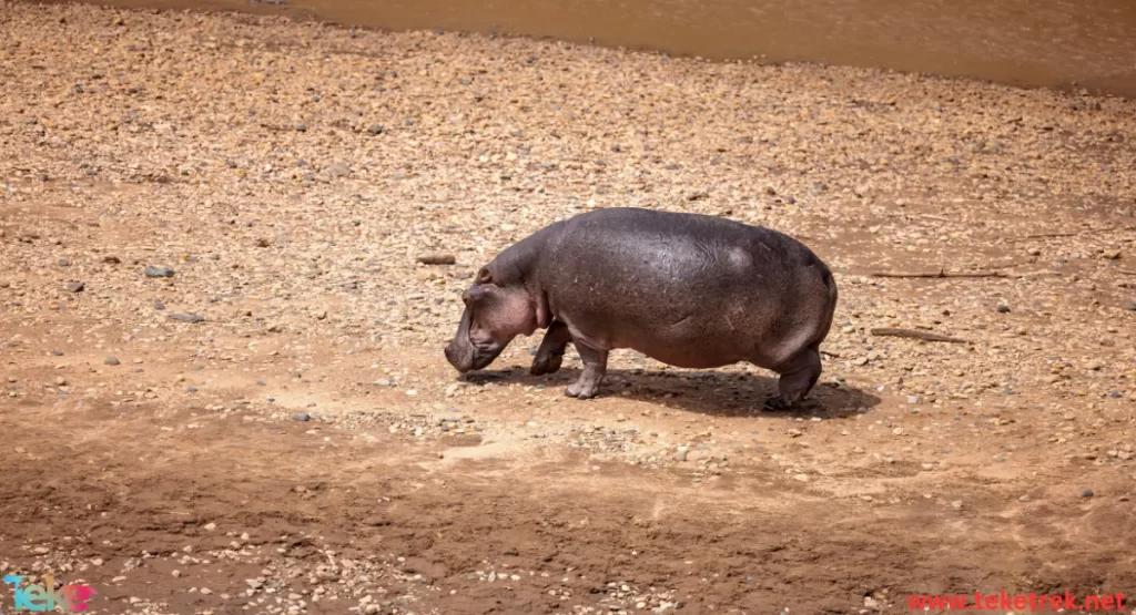 The Pygmy hippopotamus