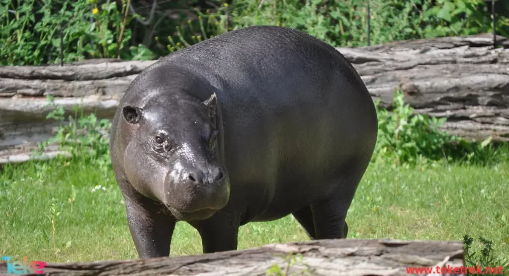  The Pygmy hippopotamus