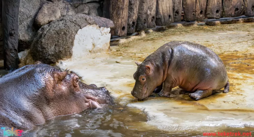 The Pygmy hippopotamus