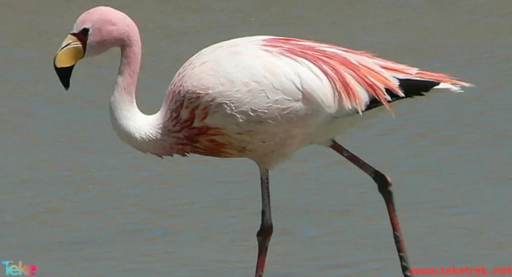 James's flamingo