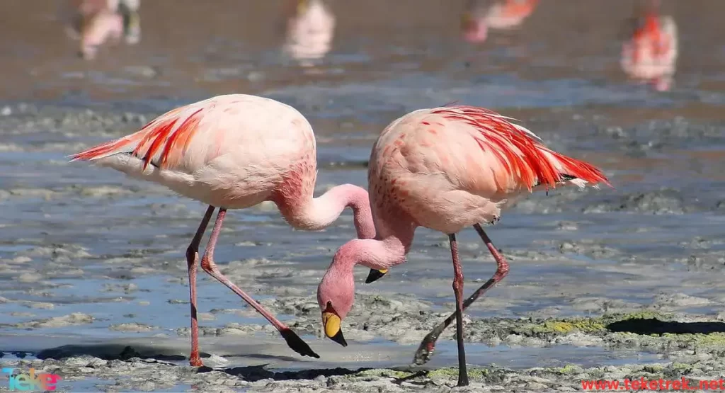 James's flamingo