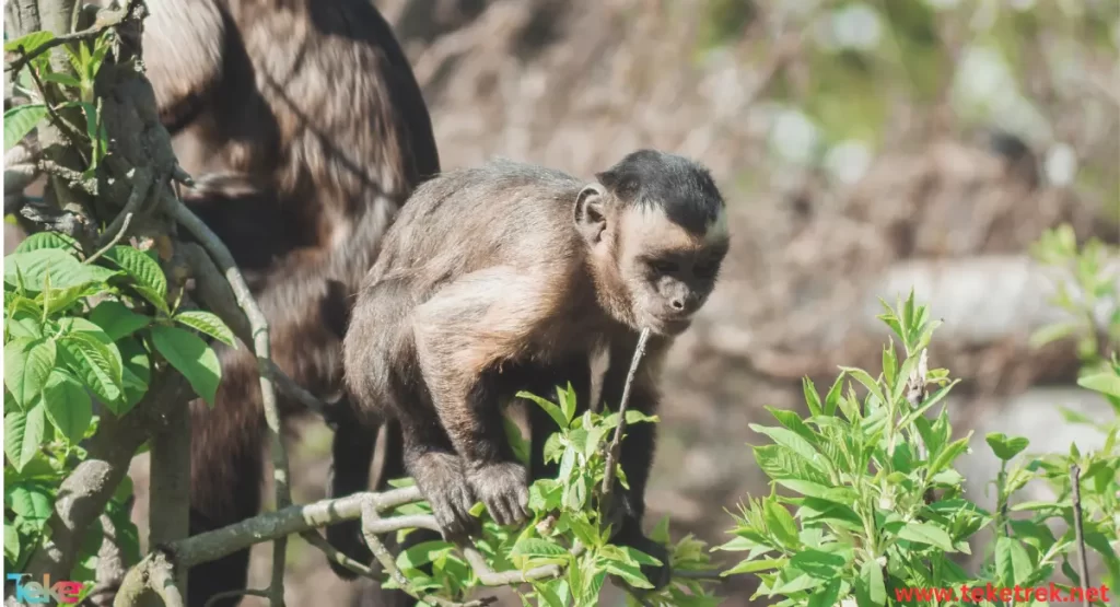 The capuchin monkey