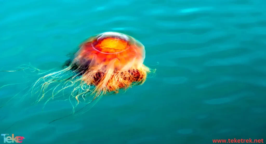 Lion's mane jellyfish