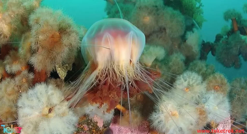 Lion's mane jellyfish