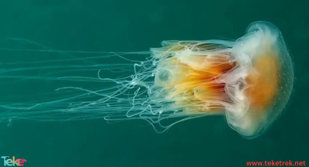 Lion's mane jellyfish