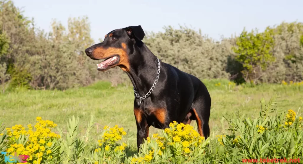 Dobermann dog