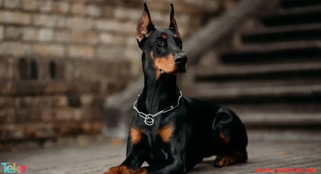 Dobermann