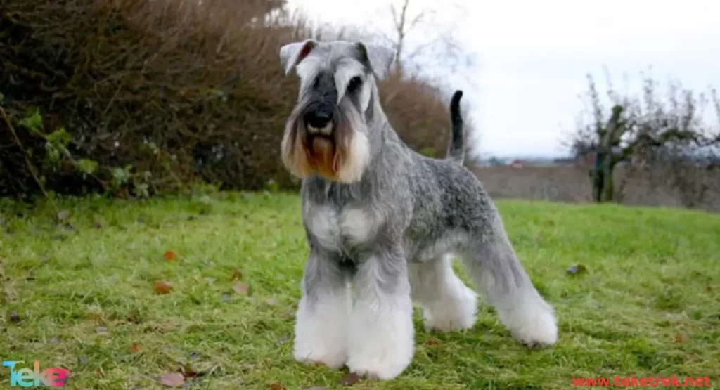 Schnauzer dog