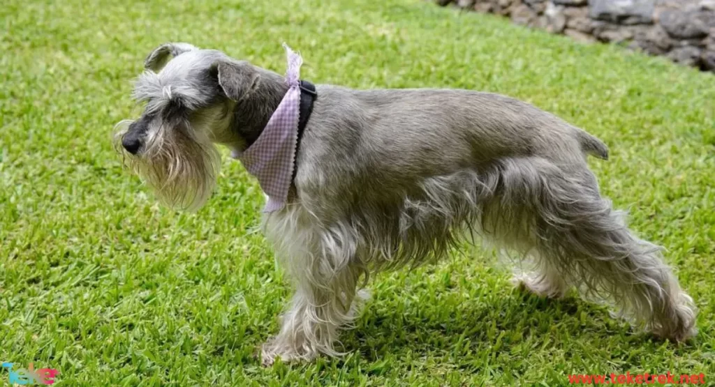 Schnauzer dog