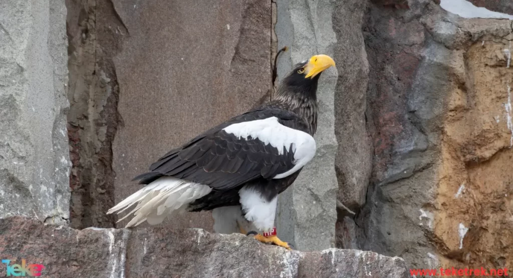 Steller's sea eagle