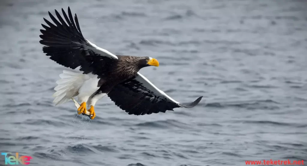 Steller's sea eagle