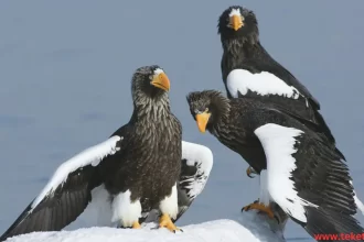 Steller's sea eagle