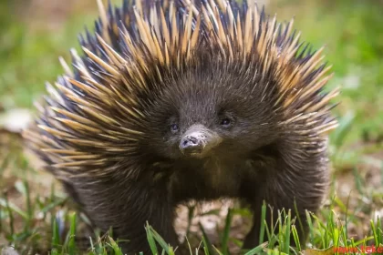 Echidnas