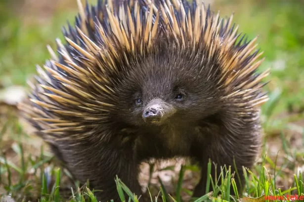 Echidnas