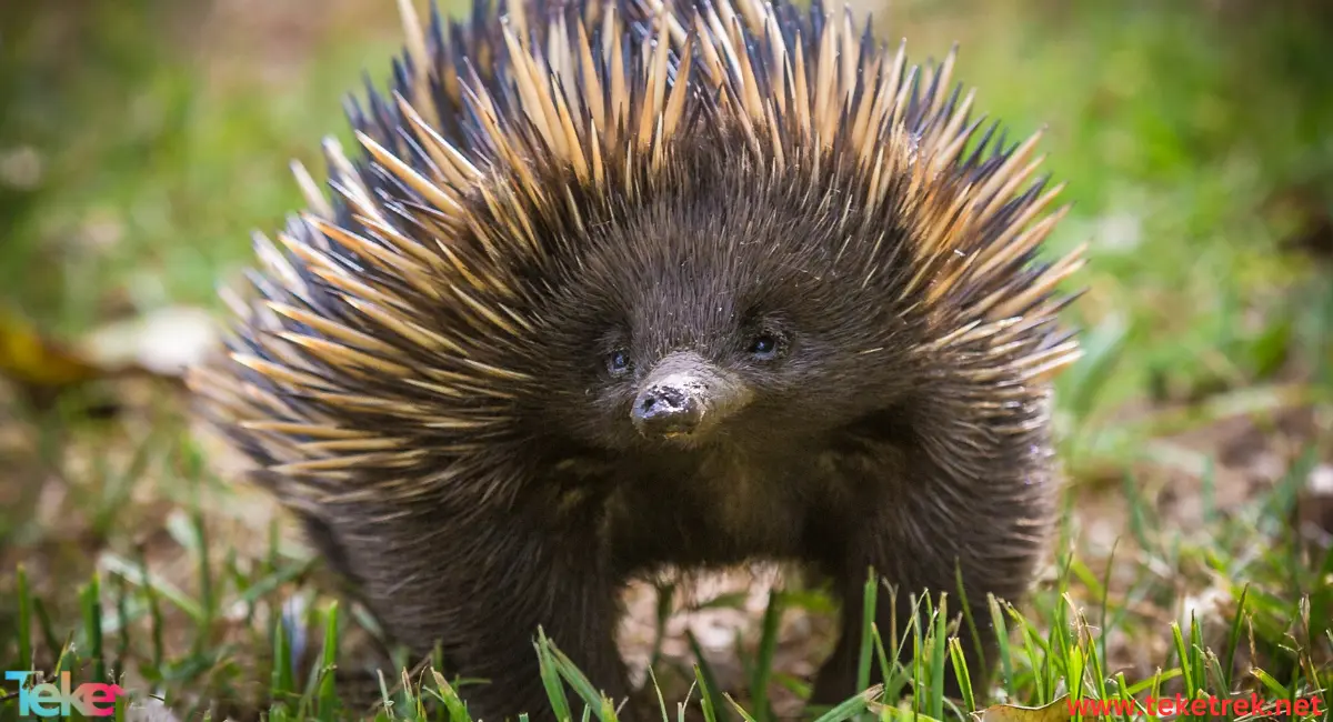 Echidnas