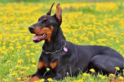 Dobermann