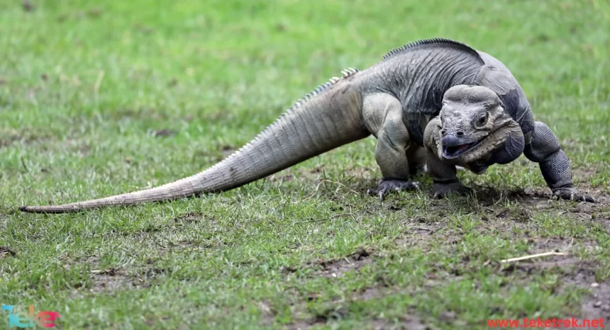 The 10 most strange animals in the world