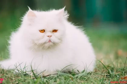 the 5 most expensive cats in the world