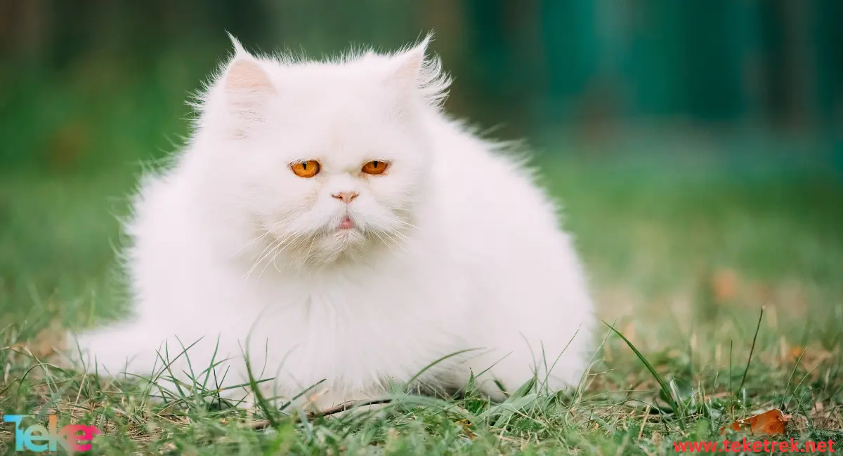 the 5 most expensive cats in the world