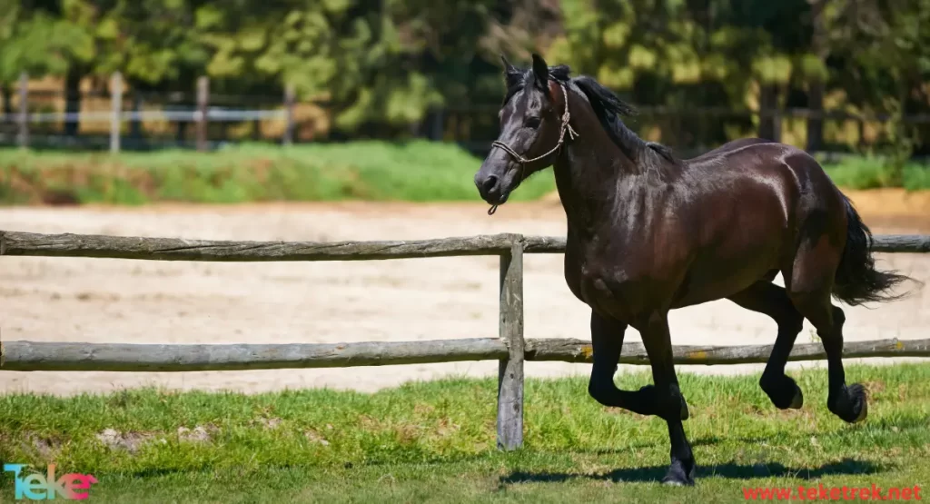 The 5 most expensive horses in the world