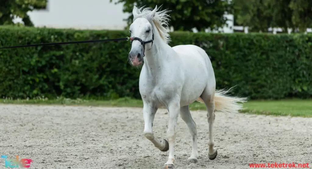 The 5 most expensive horses in the world
