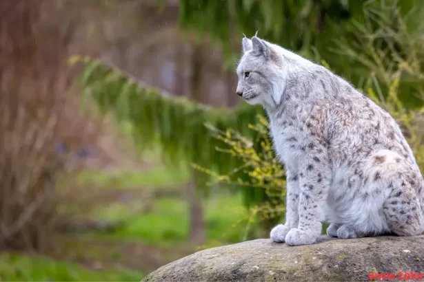 the 5 most expensive cats in the world