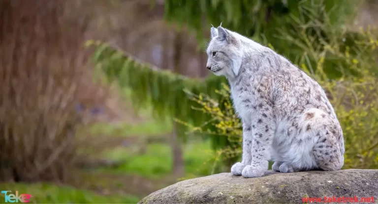 the 5 most expensive cats in the world