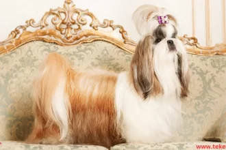 The 5 most expensive dogs in the world