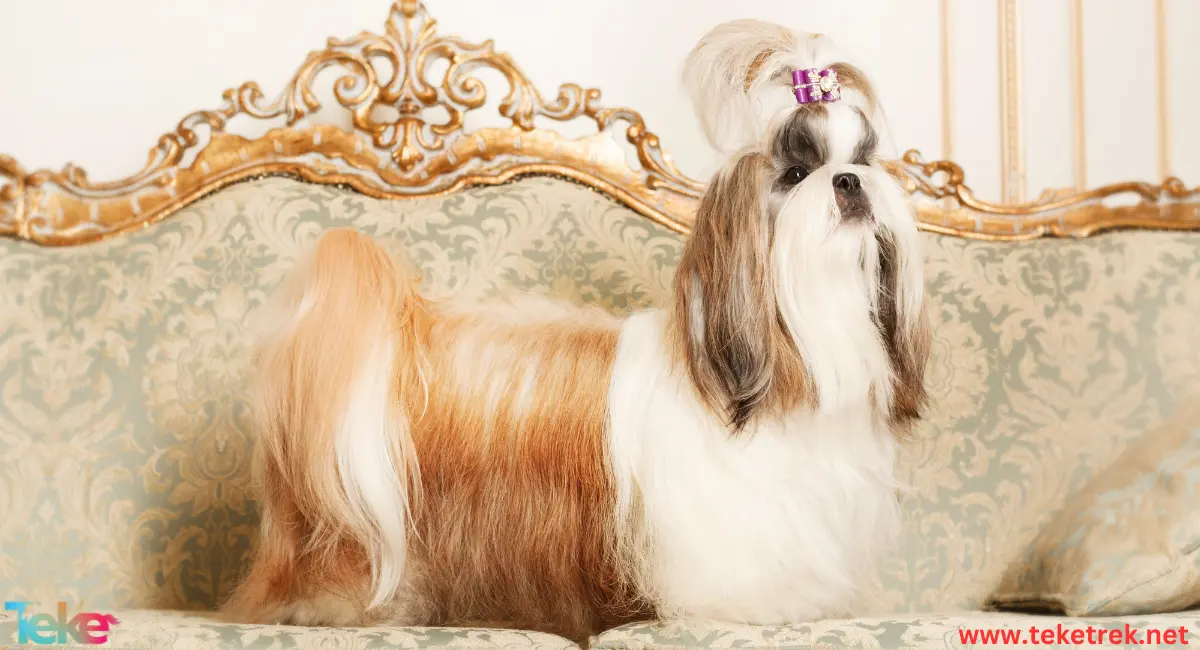 The 5 most expensive dogs in the world