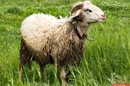 the Most Expensive Sheep in the World