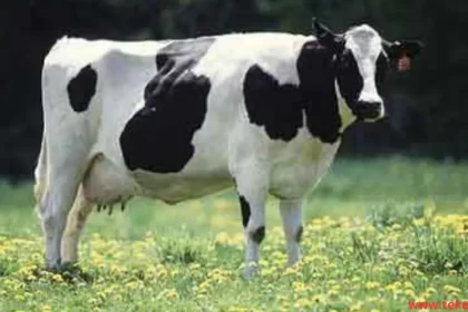 the most expensive cows in the world