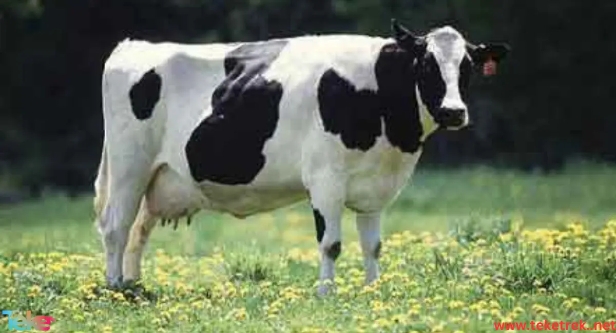 the most expensive cows in the world