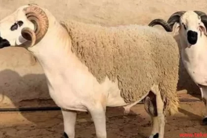 the Most Expensive Sheep in the World