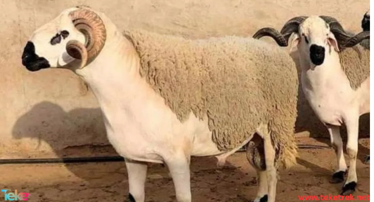 the Most Expensive Sheep in the World