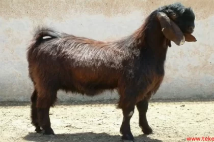 the most expensive goats in the world