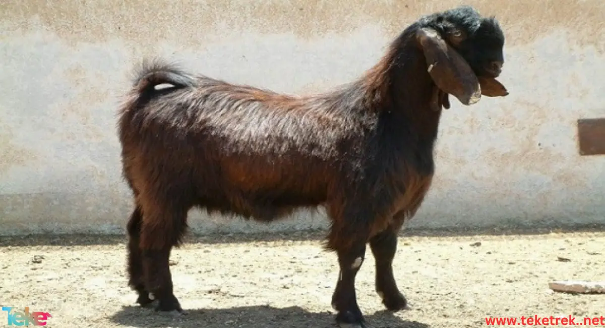 the most expensive goats in the world