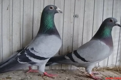 the 5 most expensive pigeons in the world for sale