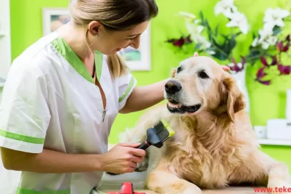 Animal health care