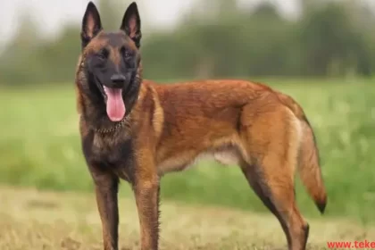 the best types of guard dogs in the world