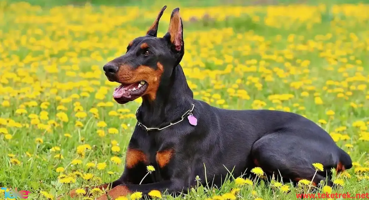 the best types of guard dogs in the world