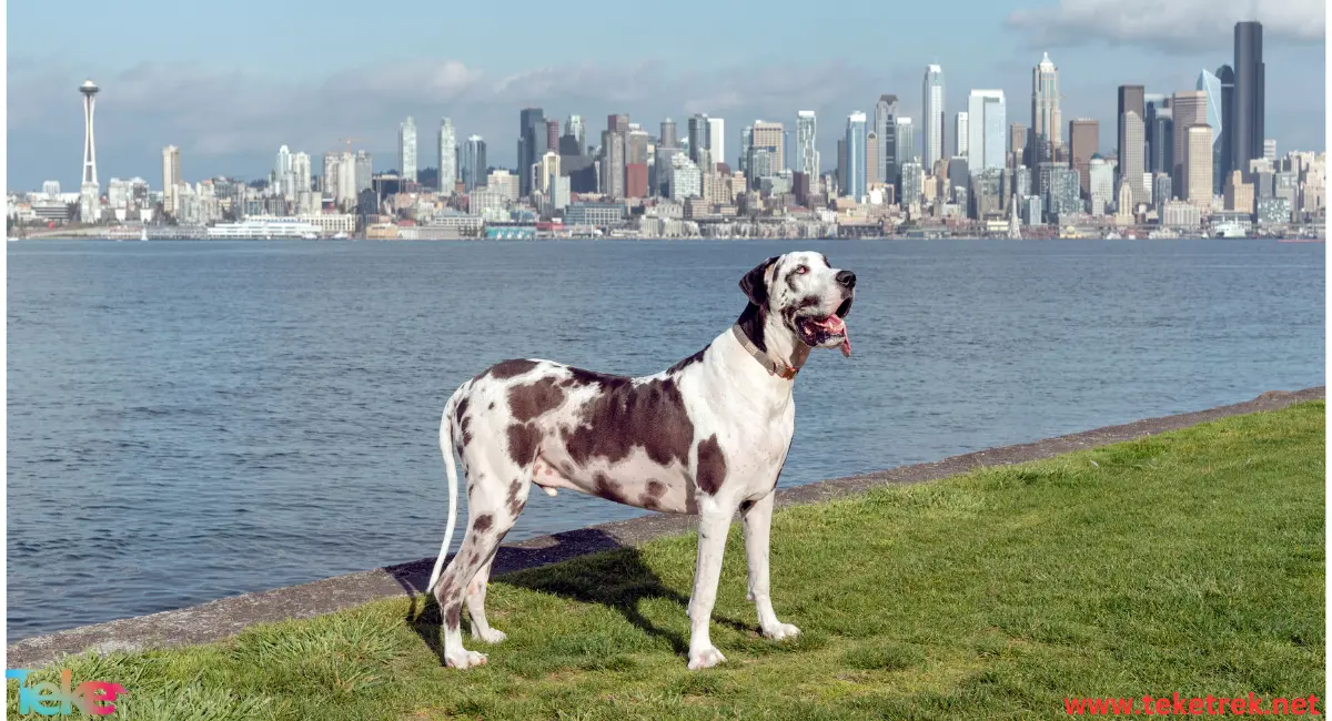 The Largest Dog Breeds