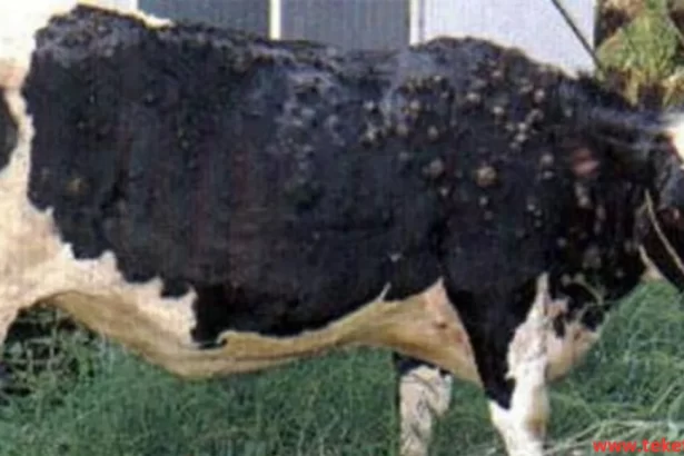 Skin Diseases in Cows