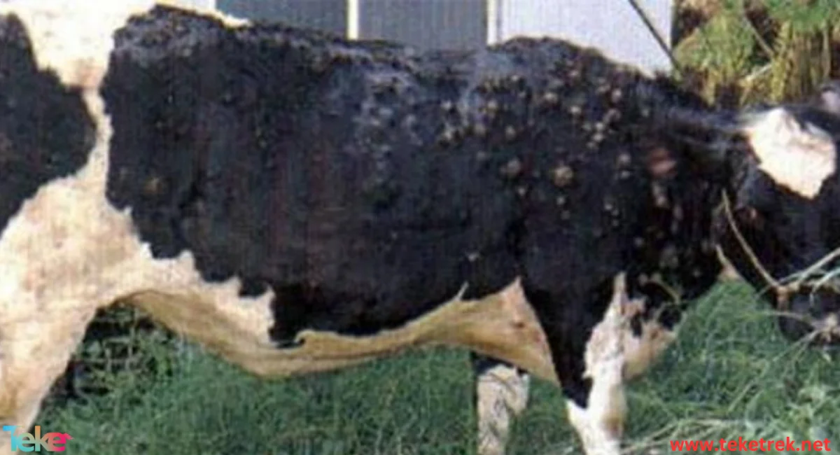 Skin Diseases in Cows