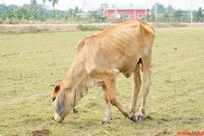 Skin Diseases in Cows